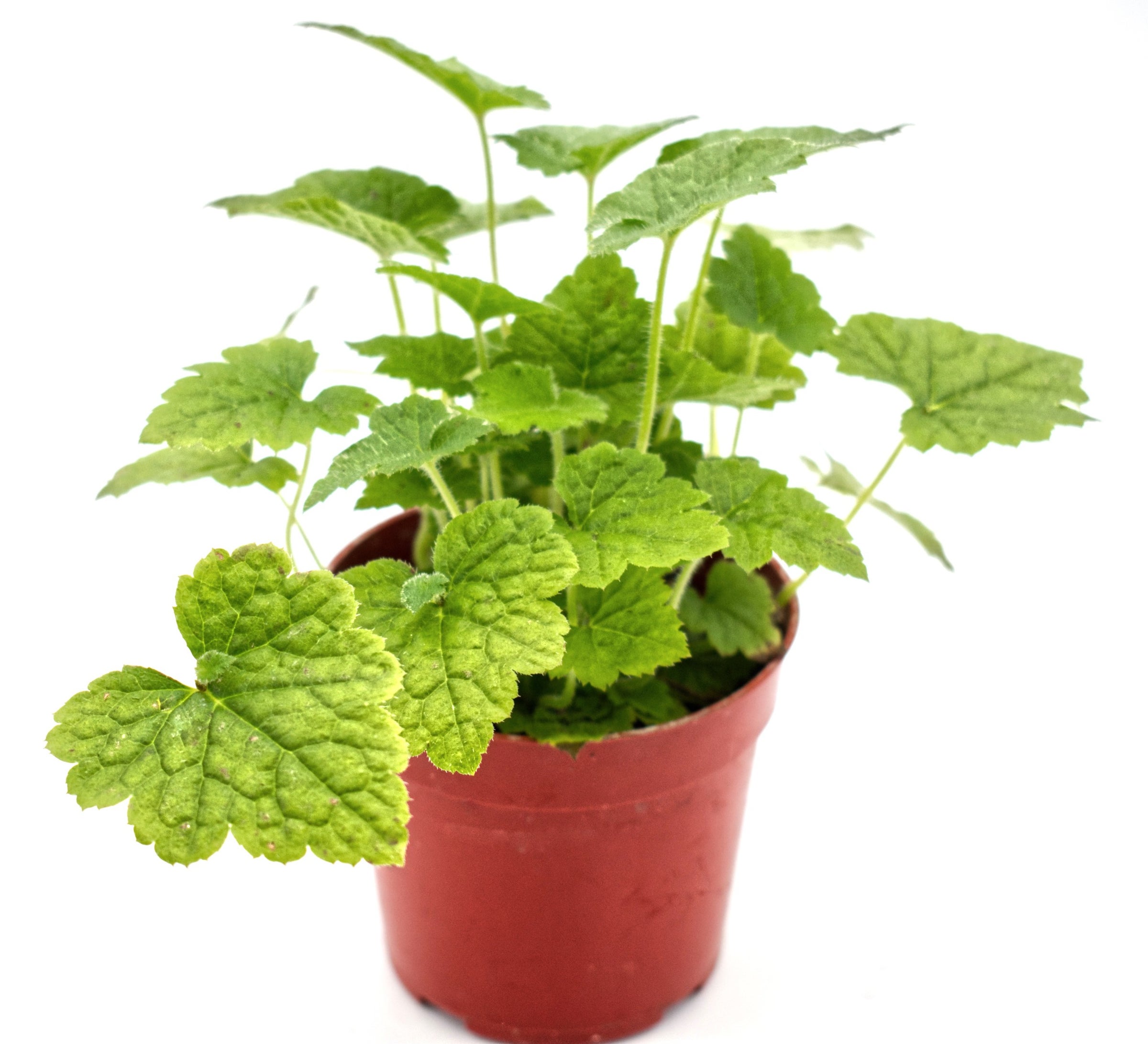 Piggyback Plant | The Green Oasis An Indoor Plant Store